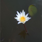 DSCF0339.JPG