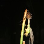 DSCF0370.JPG