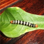 DSCF2058.JPG