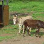 DSC09516.JPG