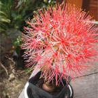 DSCF2650.JPG