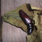 DSCF2715.JPG